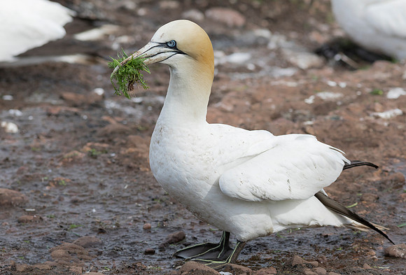 Northern Gannet, Morus bassanus, Bonaventure Island, Quebec, Canada, July 3, 2018 (4)