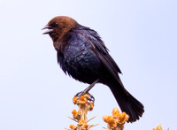 Brown-headed Cowbird, Molothrus ater, Franklin County, Ohio, April 30, 2021