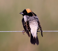 Bobolink, Dolichonyx orizivorus, Cheboygan County, Michigan, May 29, 2021 (12)