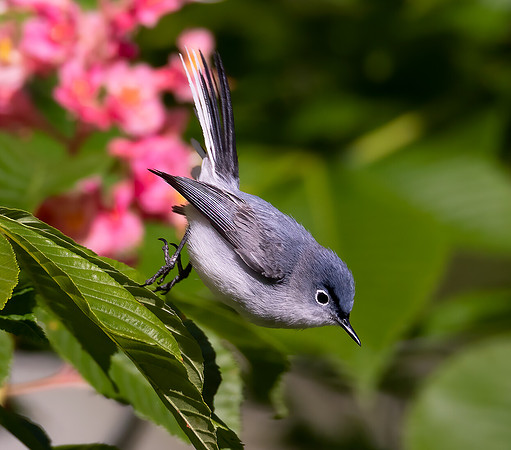 Blue-gray Gnatcatcher, Polioptila caerulea, Franklin County, Ohio, May 13, 2021