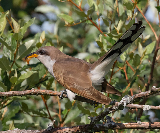 Yellow-billed Cuckoo, Coccyzus americanus, Union County, Ohio, June 21, 2015 (2)