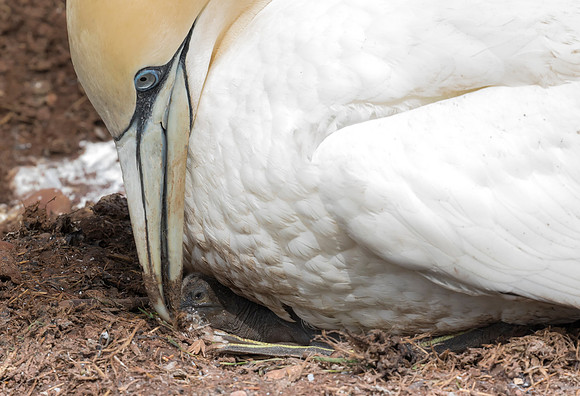 Northern Gannet, Morus bassanus (2)