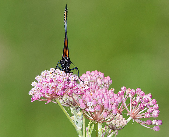 Monarch, Danaus plexippus, on Asclepias incarnata, Clark County, Ohio, July 17, 2018