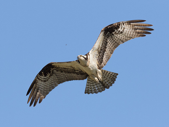 Osprey, Pandion haliaetus