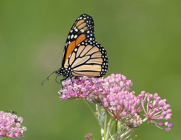 Monarch, Danaus plexippus, on Asclepias incarnata, Clark County, Ohio, July 17, 2018 (2)