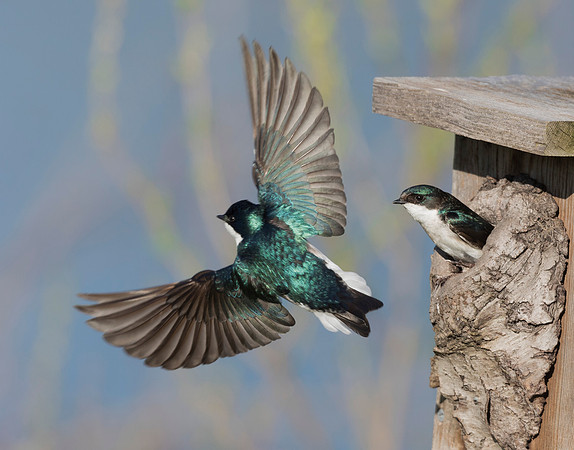 Tree Swallow, Tachycineta bicolor (2)