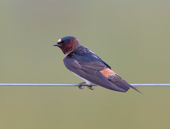 Cliff Swallow, Petrochelidon pyrrhonota. Franklin County, Ohio. June 7, 2019