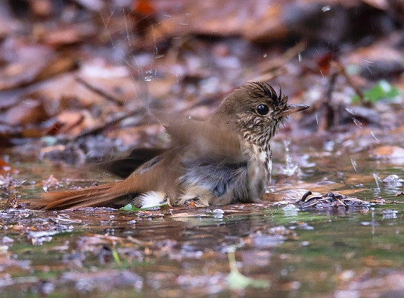 Hermit Thrush, Catharus guttatus, Franklin County, Ohio, April 29, 2021 (11)