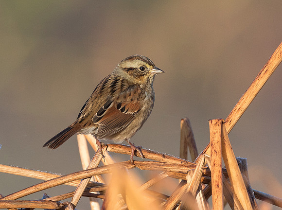 Swamp Sparrow, Melospiza georgiana (2)