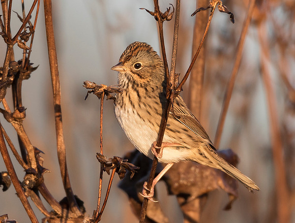 Lincoln's Sparrow, Melospiza lincolnii