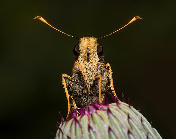 Zabulon Skipper, Poanes zabulon, on Cirsium muticum, Champaign County, Ohio, August 9, 2019