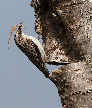 Brown Creeper, Certhia americana, at nest site, West Virginia, May 1, 2016 (3)