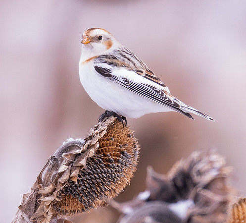 Snow Bunting, Plectrophenax nivalis, Geauga County, Ohio, February 14, 2021
