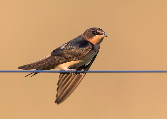 Barn Swallow, Hirundo rustica. Franklin County, Ohio. June 26, 2019