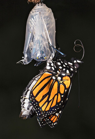 Monarch, Danaus plexippus, Franklin County, Ohio, August 1, 2018 (8)