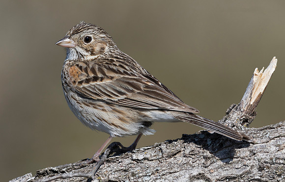 Vesper Sparrow, Poocetes gramineus (2)