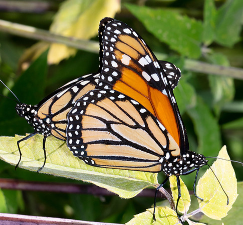 Monarch, Danaus plexippus, Clark County, Ohio, June 27, 2017