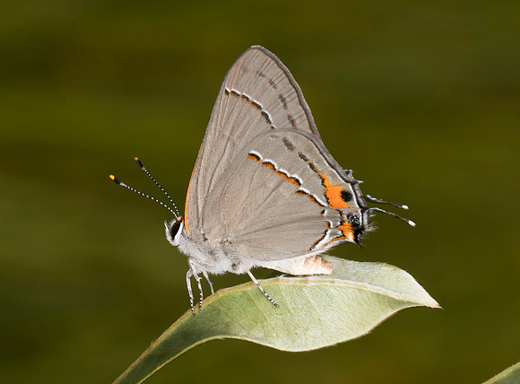Gray Hairstreak, Strymon melinus, Erie County, Ohio, August 19, 2018