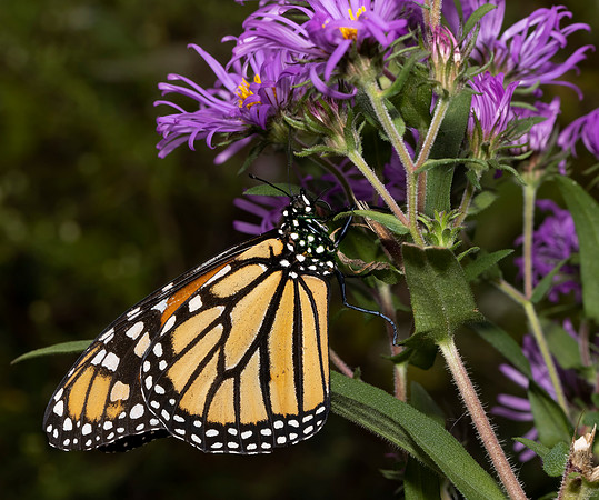 Monarch, Danaus plexippus, Franklin County, Ohio, September 25, 2021 (1)
