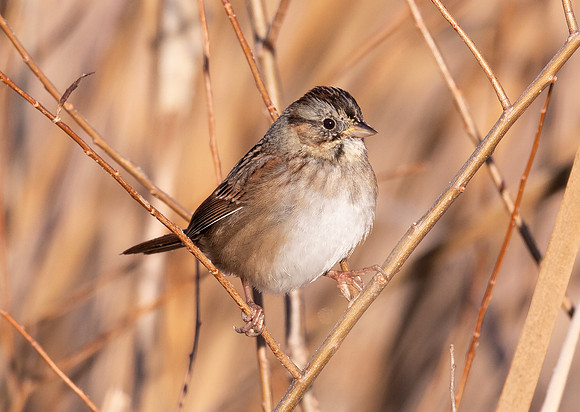 Swamp Sparrow, Melospiza georgiana, Franklin County, Ohio, November 18, 2020
