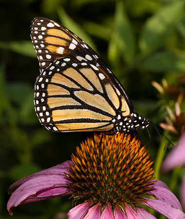 Monarch, Danaus plexippus, Franklin County, Ohio, July 27, 2021 (17)