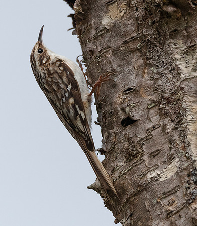 Brown Creeper, Certhia americana, at nest site, West Virginia, May 1, 2016