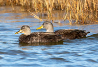 American Black Duck, Anas rubripes, Pea Island National Wildlife Refuge, North Carolina, January 11, 2022 (1)