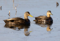 American Black Duck, Anas rubripes, Bombay Hook NWR, Delaware, January 27, 2023 (20)