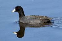 American Coot, Fulica americana, Savannah NWR, Georgia, January 5, 2024 (3)