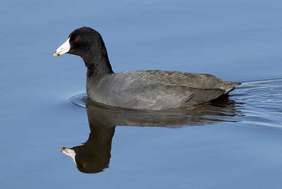 American Coot, Fulica americana, Savannah NWR, Georgia, January 5, 2024 (3)