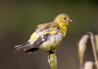 American Goldfinch, Spinus tristis, Inniswood Gardens, Franklin County, Ohio, September 20, 2023 (7)