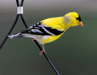 American Goldfinch, Spinus tristis, McCormac yard, Franklin County, Ohio, June 24, 2023 (14)
