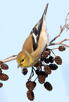 American Goldfinch, Carduelis tristis, Erie County, Ohio, February 15, 2022 (27)