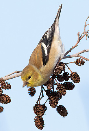 American Goldfinch, Carduelis tristis, Erie County, Ohio, February 15, 2022 (27)