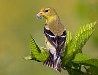 American Goldfinch, Carduelis tristis, with plant down for nest, Huffman Prairie, Greene County, Ohio, July 22. 2022 (17)