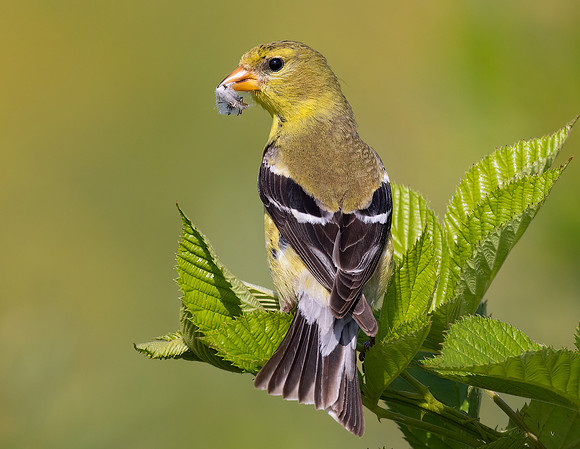 American Goldfinch, Carduelis tristis, with plant down for nest, Huffman Prairie, Greene County, Ohio, July 22. 2022 (17)