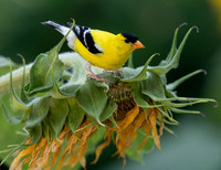 American Goldfinch, Spinus tristis, McCormac yard, Franklin County, Ohio, July 7, 2023 (5)