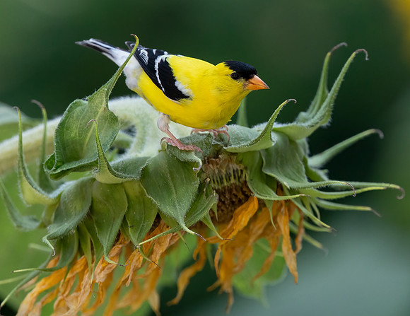 American Goldfinch, Spinus tristis, McCormac yard, Franklin County, Ohio, July 7, 2023 (5)