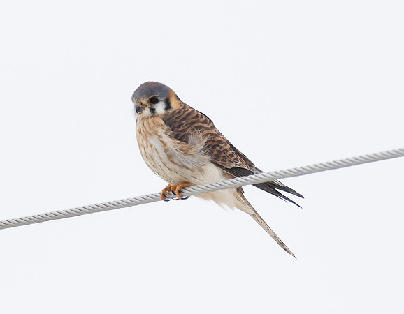 American Kestrel, Falco sparverius, La Rue grasslands, Marion County, Ohio, January 22, 2024 (3)