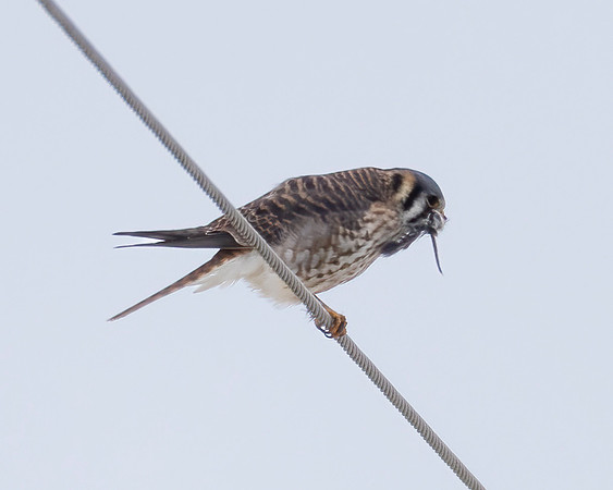 American Kestrel, Falco sparverius, La Rue grasslands, Marion County, Ohio, January 22, 2024 (11)