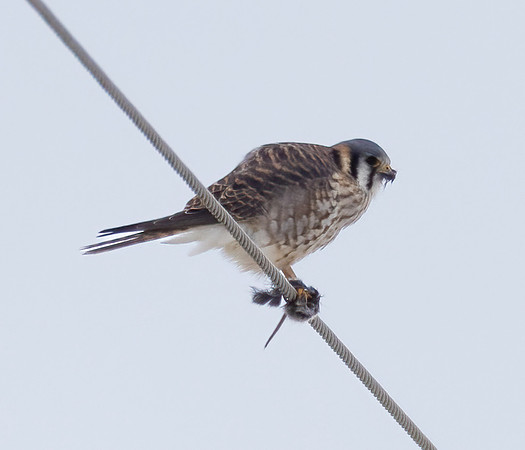 American Kestrel, Falco sparverius, La Rue grasslands, Marion County, Ohio, January 22, 2024 (7)