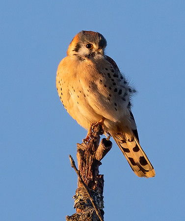 American Kestrel, Falco sparverius, The Wilds, Muskingum County, Ohio, December 12, 2021 (20)