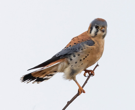 American Kestrel, Falco sparverius, Lorain Harbor, Lorain County, Ohio, January 30, 2024 (16)