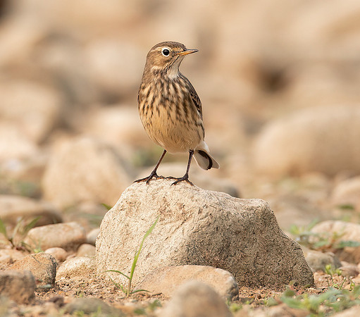 American Pipit, Anthus rubescens, Hoover Reservoir, Delaware County, Ohio, September 15, 2020 (8)