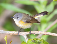 American Redstart, Setophaga rutacilla, Resthaven Wildlife Area, Erie Co., OH May 16, 2017 (1)