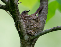 American Redstart, Setophaga rutacilla, on nest, Shawnee State Forest, Scioto County, Ohio, May 20, 2022 (67)