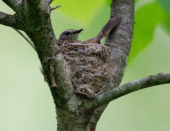 American Redstart, Setophaga rutacilla, on nest, Shawnee State Forest, Scioto County, Ohio, May 20, 2022 (67)