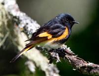 American Redstart, Setophaga ruticilla, Bonaventure Island, Perce, Quebec, Canada, July 1, 2018 (4)