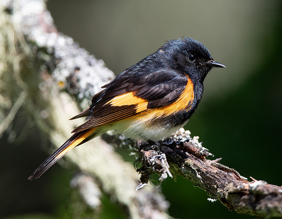 American Redstart, Setophaga ruticilla, Bonaventure Island, Perce, Quebec, Canada, July 1, 2018 (4)
