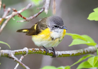 American Redstart, Setophaga ruticilla, Ottawa National Wildlife Refuge, Lucas Co., OH May 14, 2019 (28)